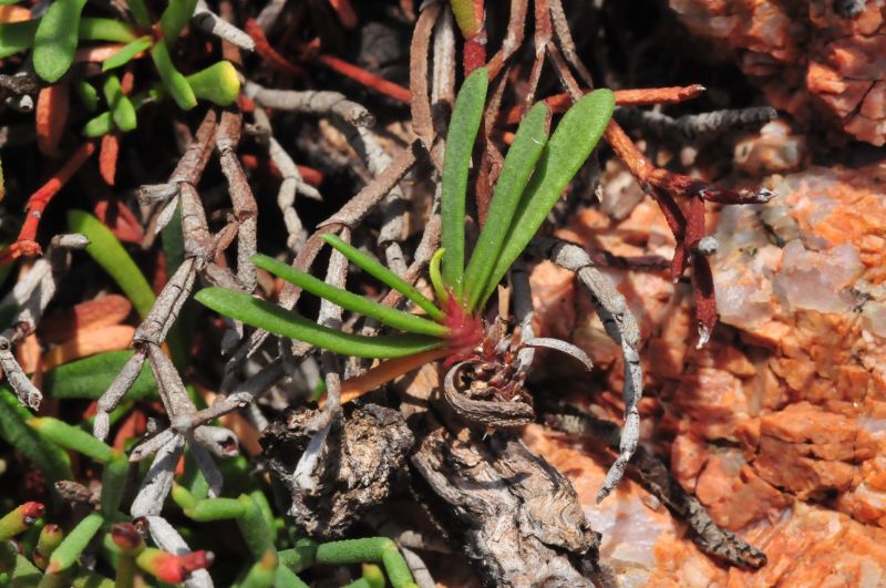 Limonium contortirameum